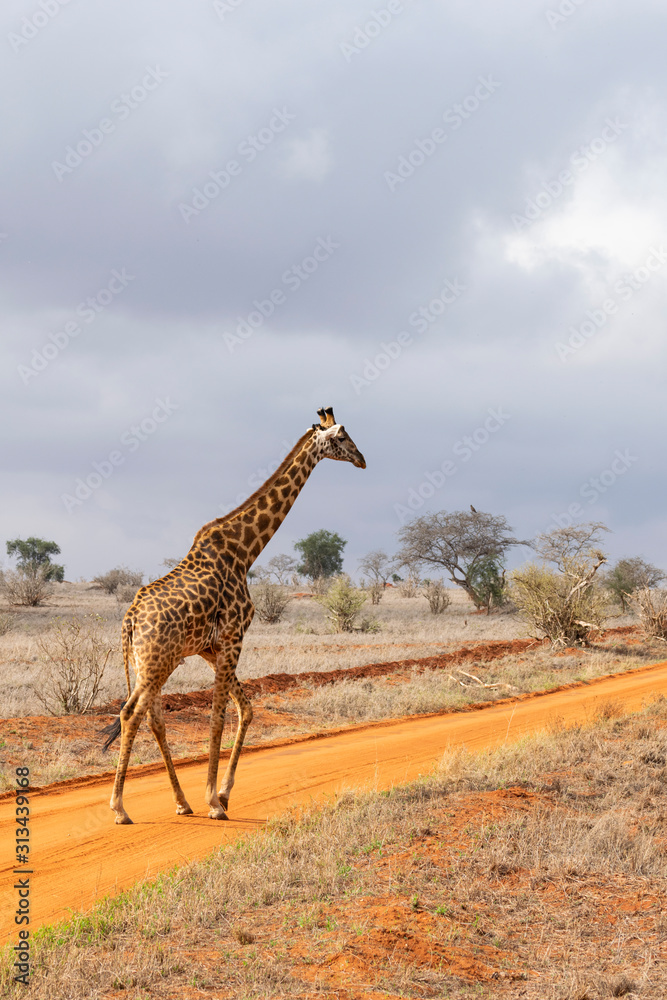 Fototapeta premium Young giraffe in the savannah