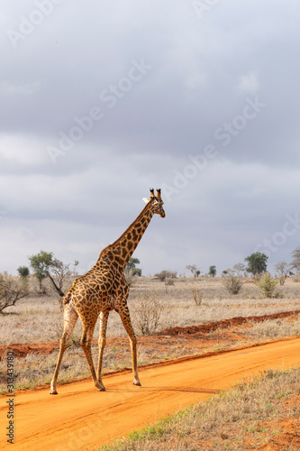Young giraffe in the savannah