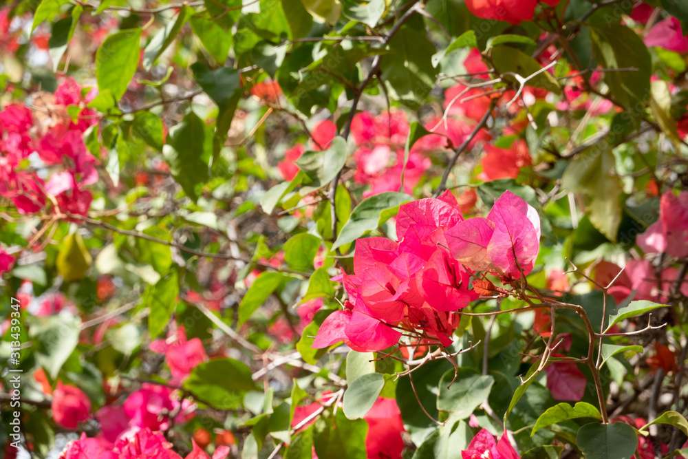 red bougainvillea flowers