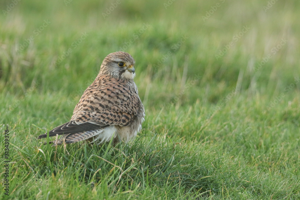 A beautiful Kestrel, Falco tinnunculus, standing on the grass in a field. It has been capturing and eating earthworms. A beautiful Kestrel, Falco tinnunculus, standing on the grass in a field. It has been capturing and eating earthworms.