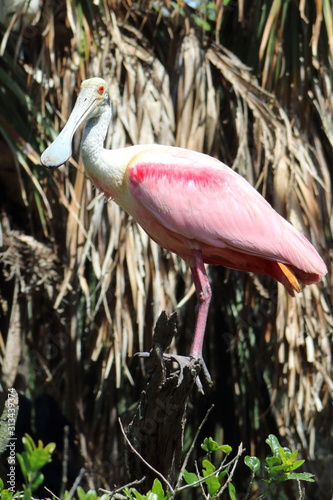 Roseate Spoonbill sitting on a branch
