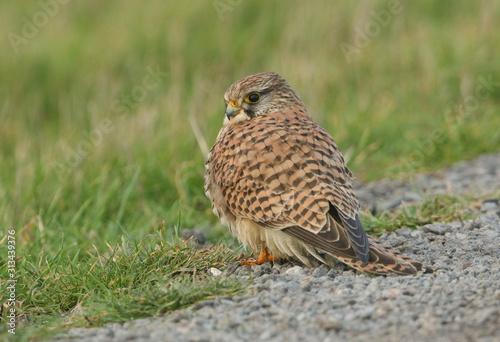 A beautiful Kestrel, Falco tinnunculus, standing on the grass in a field. It has been capturing and eating earthworms.