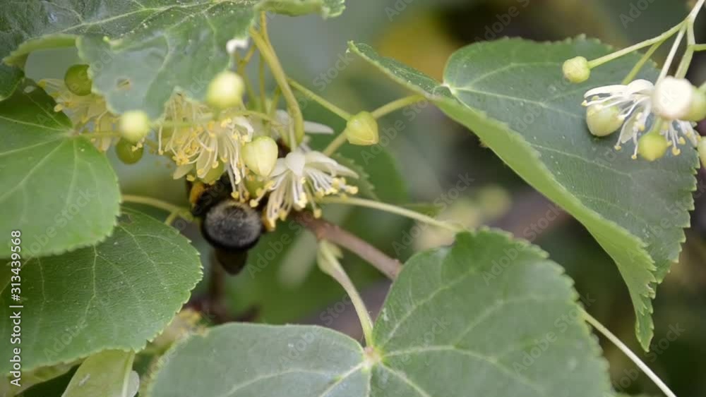 Linden flowers on a tree in summer sunny day.  Flowers of linden tree. The branches are covered with yellow flowers. Medicinal plant.