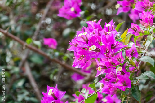 pink bougainvillea flowers