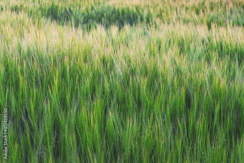 Texture of green wheat ears in sunny weather_