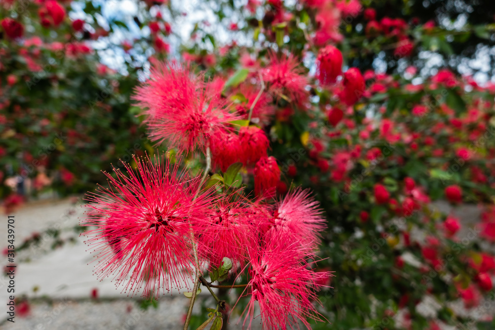 red powderpuff flowers