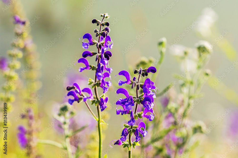Wild field purple flowers on blurred background_ Wild field purple flowers on blurred background_