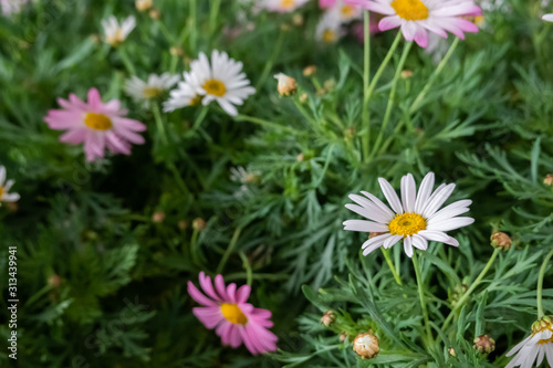 colorful cosmos flowers