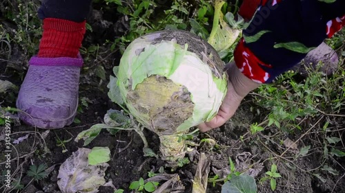 Farmer harvesting fresh head cabbage. Hands picking a cabbage in vegetable garden. Thick green leaves of an organic cabbage plant.
