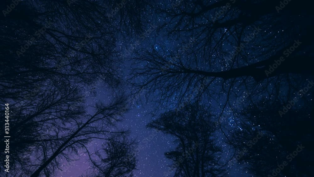 Timelaps de nuit en forêt ciel étoilé
