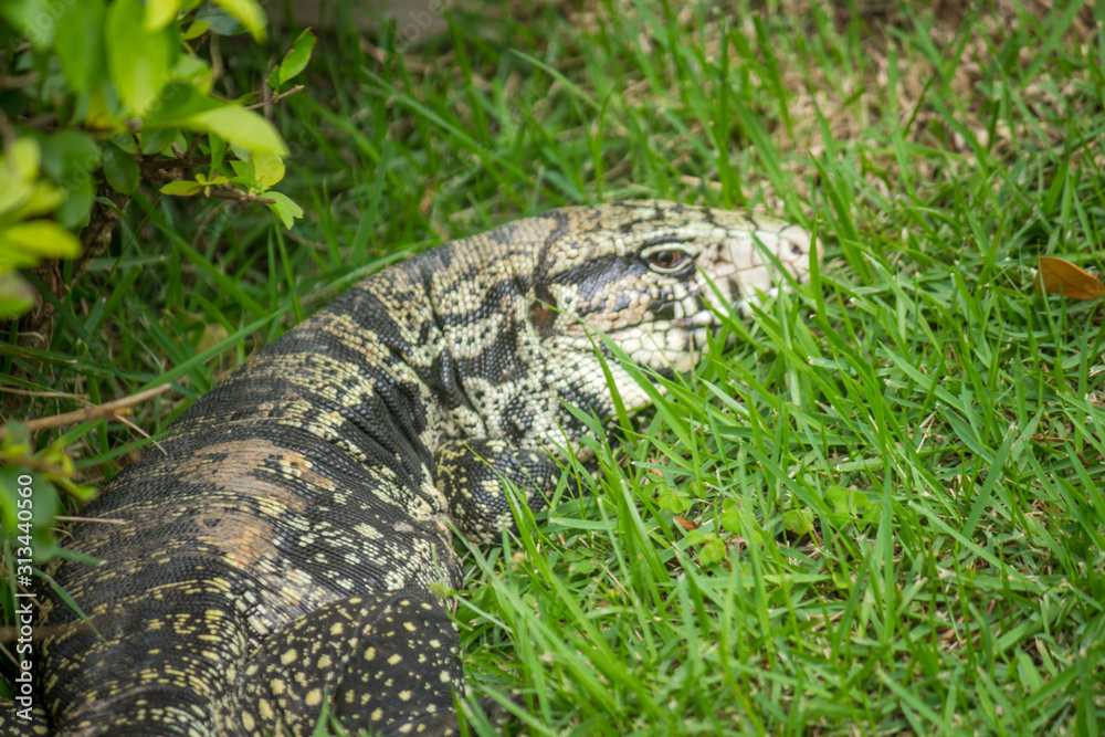 Naklejka premium Brazilian Big Lizard know as Teiu at field walking on the grass.