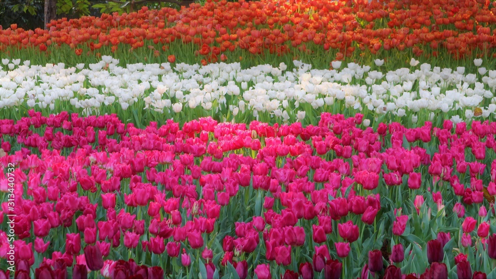 Tulip fields in beautiful flower events in Chiang Rai Province, Thailand Tulip fields in beautiful flower events in Chiang Rai Province, Thailand