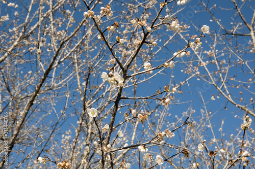 landscape of white plum blossom