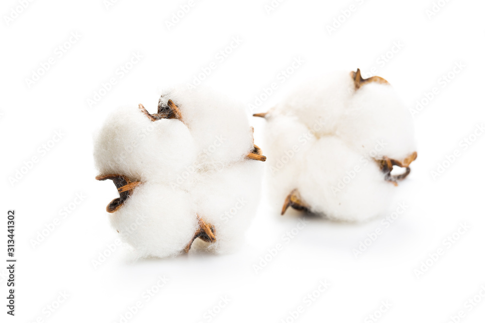 several flowers of cotton isolated on a white background several flowers of cotton isolated on a white background