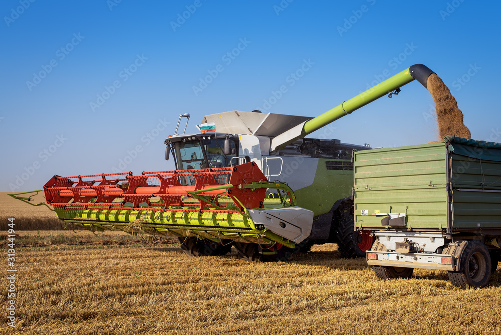 Fototapeta premium Harvest machine loading seeds in to trailer.