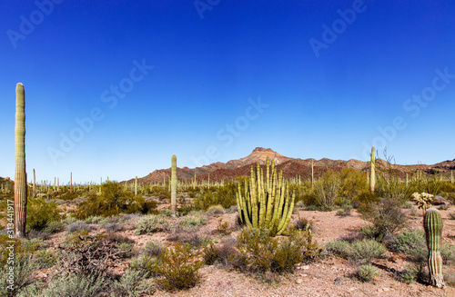 Collection of Cactus in Organ Pipe Cactus National Monument, Arizona