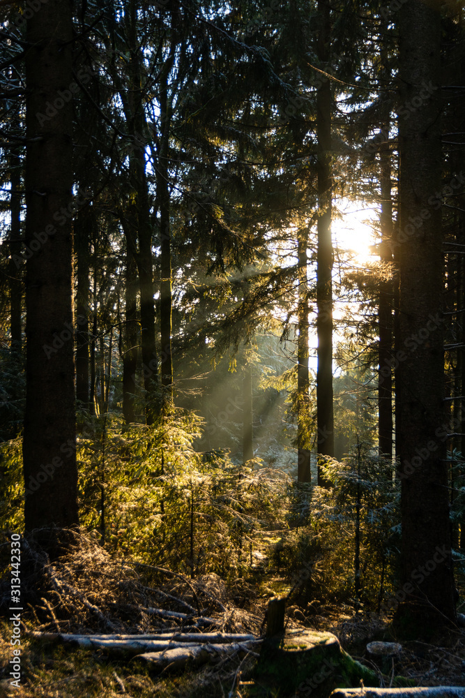 Fototapeta premium Waldatmosphäre