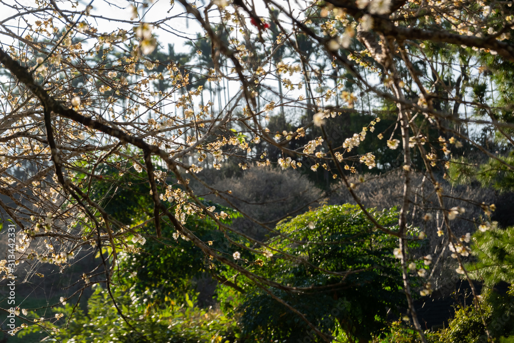 landscape of white plum blossom landscape of white plum blossom