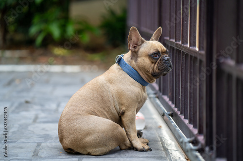 Cute french bulldog sitting at metal fence waiting for owner.