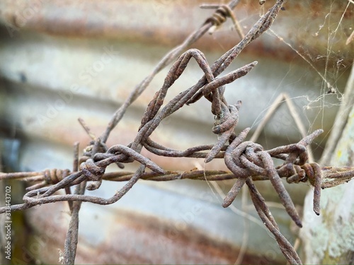 Old barbed wire on a background of old rusty zinc wall