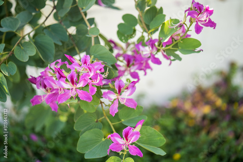 Wallpaper Mural Beautiful blossom bauhinia purpurea flowers. Torontodigital.ca