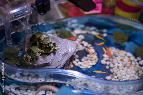 loggerhead musk turtle in glass box.