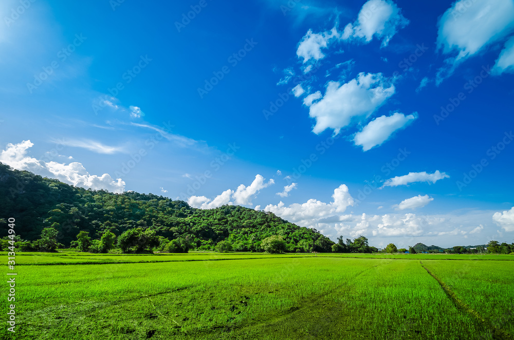 green field and blue sky