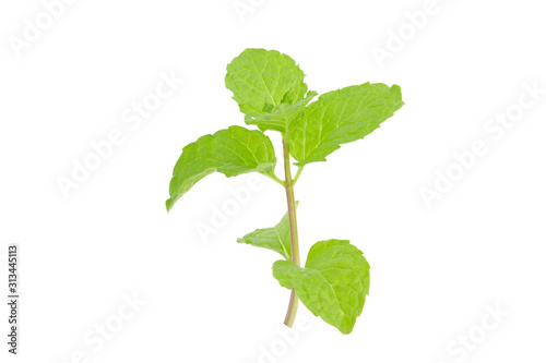 Fresh spearmint leaves isolated on the white background.