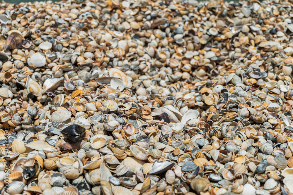 Many sea sharp shells of bivalve on the shore. Blurred background with limited depth of field.