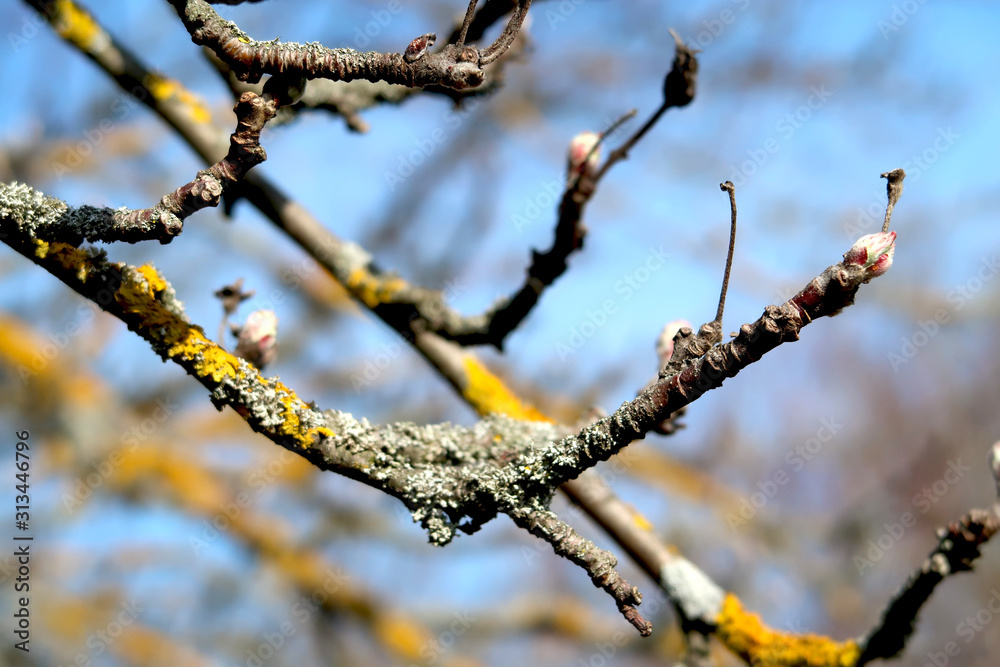 Old cherry branches with lichen and new buds ready to bloom - spring in the Czech Republic