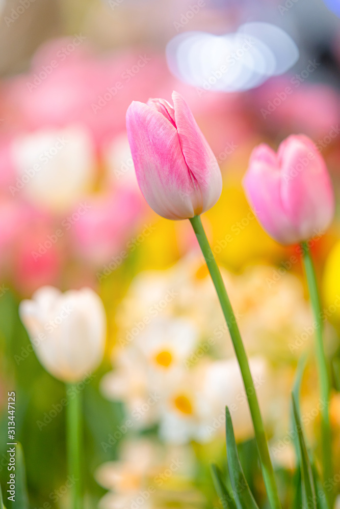 Close-up of Beautiful Pink tulips flower with flowerbed blurred garden nature background.