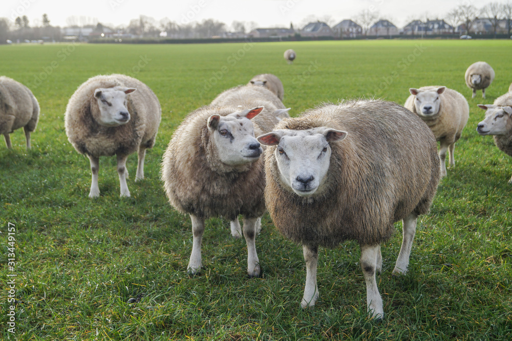 Fototapeta premium flock of sheep in a field in winter landscape