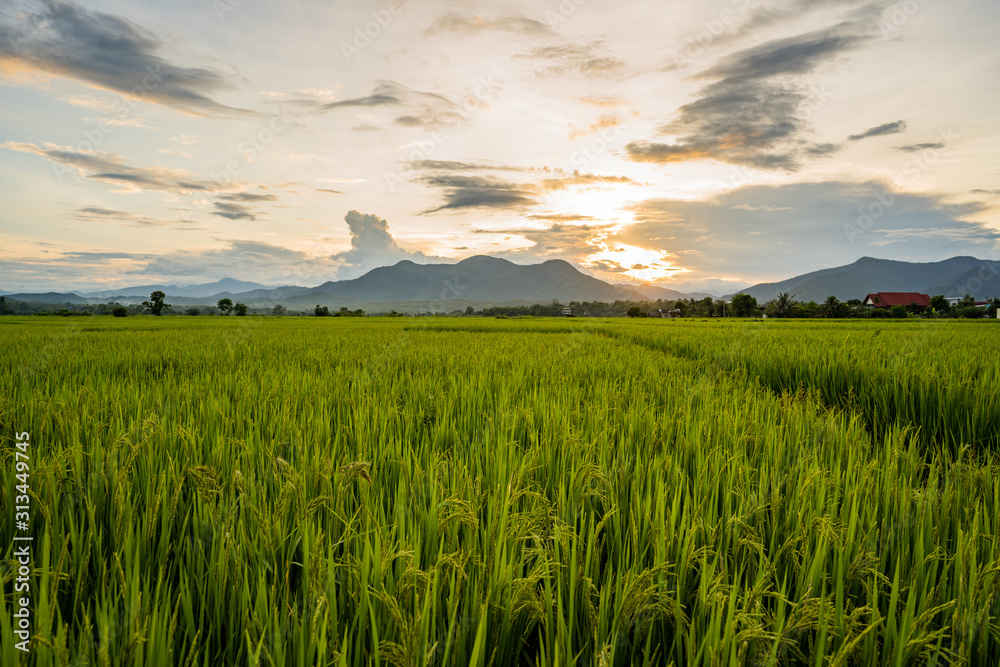 Rice paddy field against sunset scape.