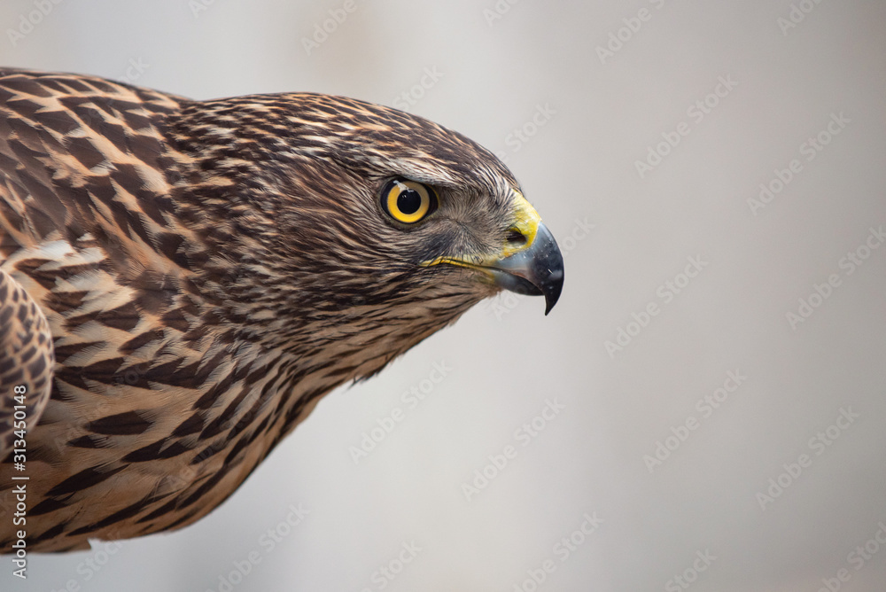 Close-up portrait of a Northern Goshawk, Accipiter gentilis Close-up portrait of a Northern Goshawk, Accipiter gentilis
