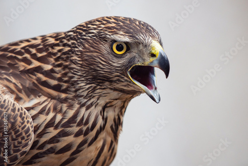 Close-up portrait of a Northern Goshawk, Accipiter gentilis