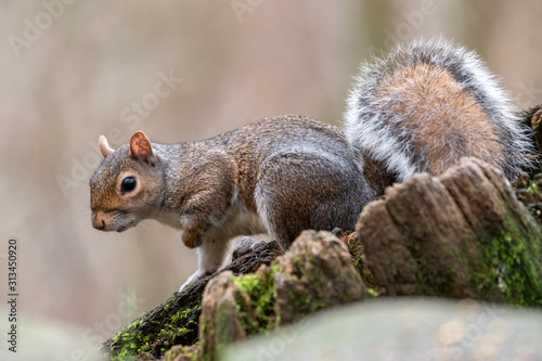 European Grey Squirrel Sat in a Tree Stump
