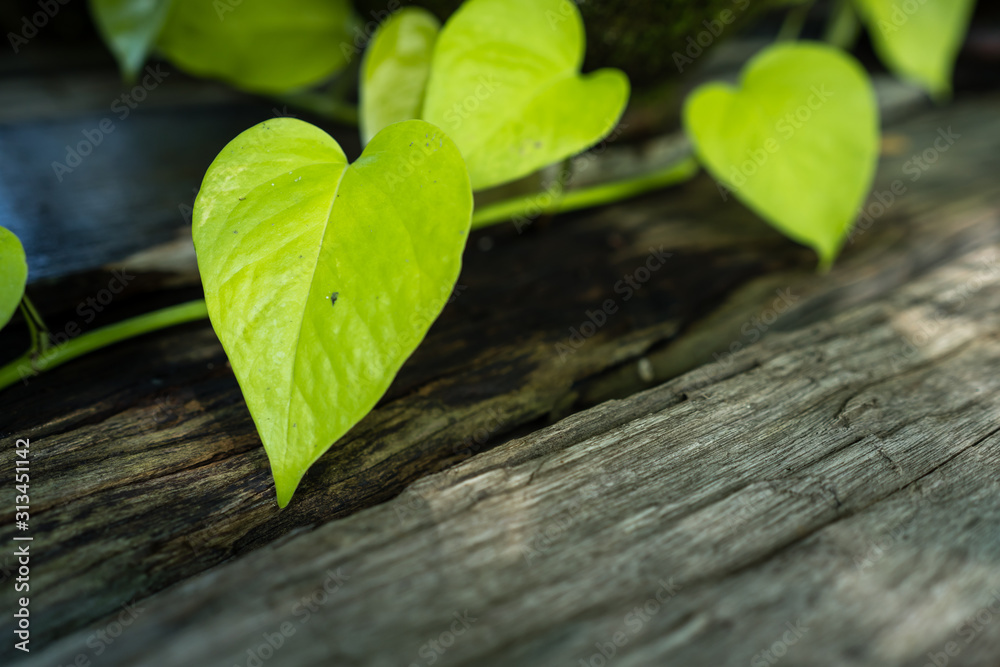Naklejka premium Beautiful leaves of Epipremnum aureum on wooden table.