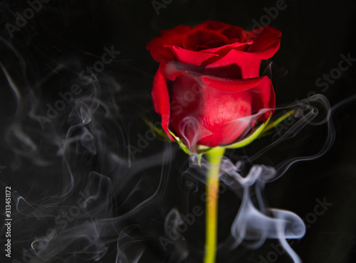 A Beautiful Red Rose Against a Black Background