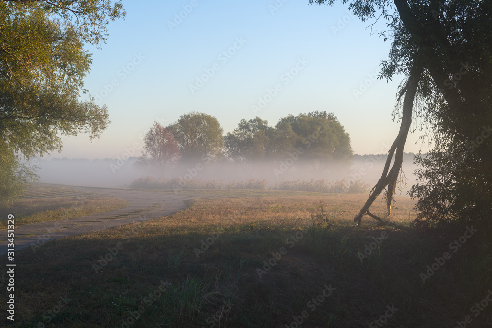 Fotografie Trees On Field Against Sky During Sunrise