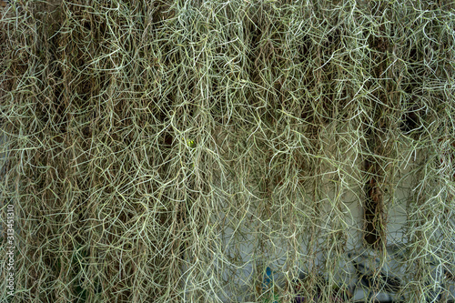 Growing spanish moss background.