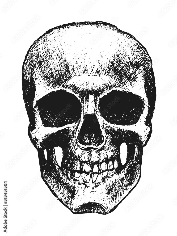 Fototapeta premium Vector hand drawn skull. Element for your design.