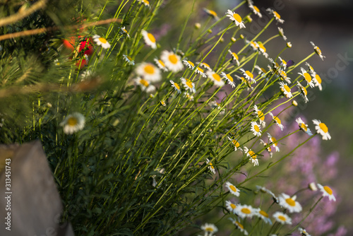 sunlit, many flowering white daisies on long stems, with a focus area with focus and sharpness