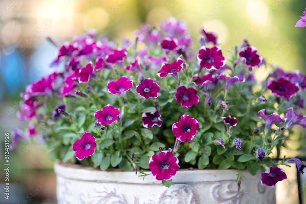 Beautiful blossom violet color pansy free fall flower in garden. Beautiful blossom violet color pansy free fall flower in garden.