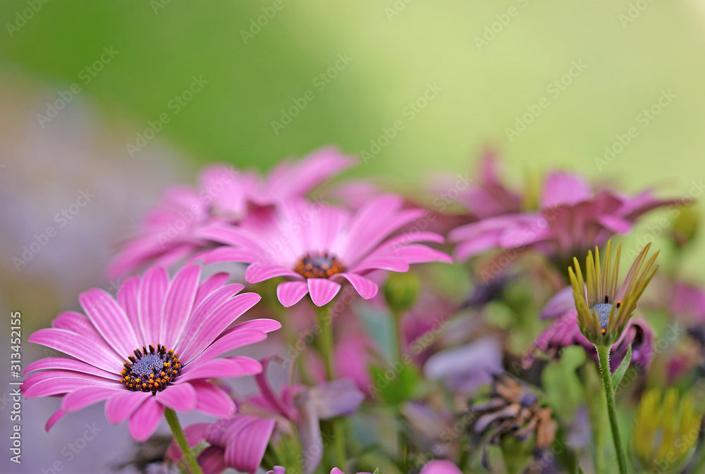 Fototapeta premium pink daisies and pastel shades