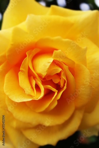 rose jaune