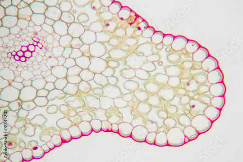 Generalized plant cells photo