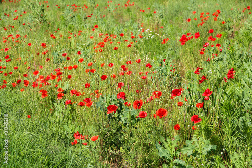 Bright red poppy flowers blossoms in sunshine on a field near Mostar, Bosnia and Herzegovina