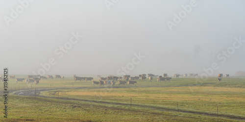 Cows on meadow during foggy weather