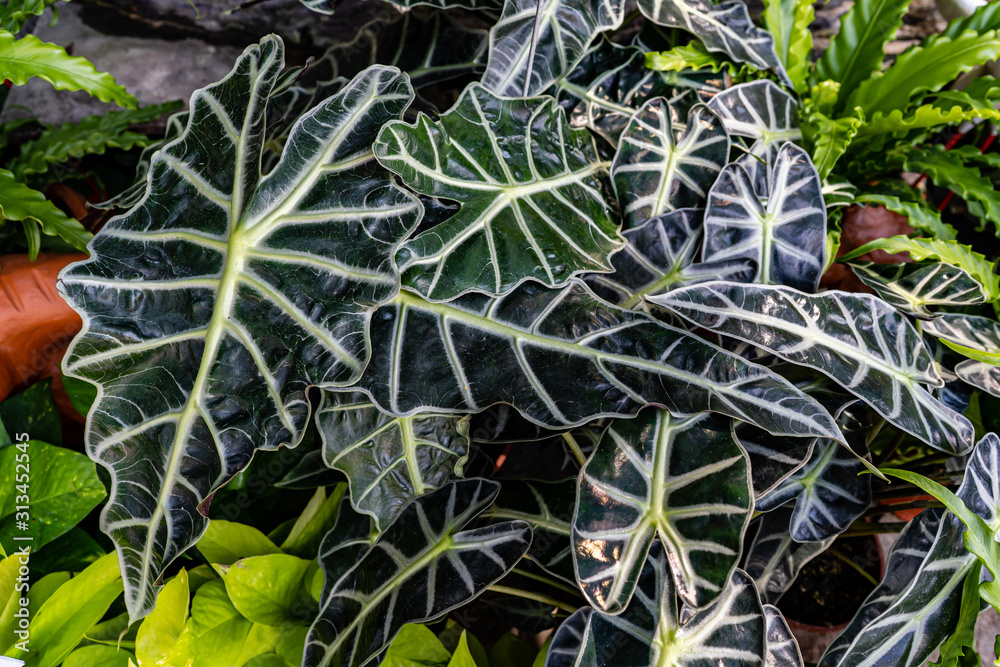 Fototapeta premium Alocasia sanderiana Bull leaves