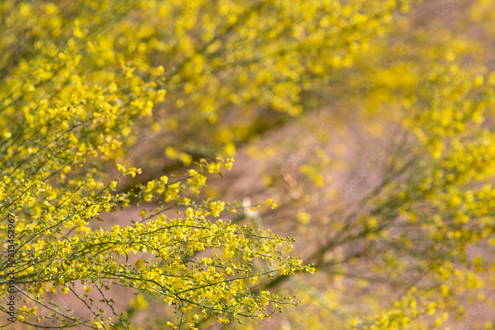 tiny yellow flowers of blooming desert tree tiny yellow flowers of blooming desert tree